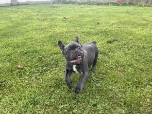 Blue French bulldog puppies