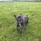 Blue French bulldog puppies