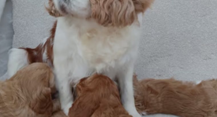 Cavapoo puppy’s ð¶