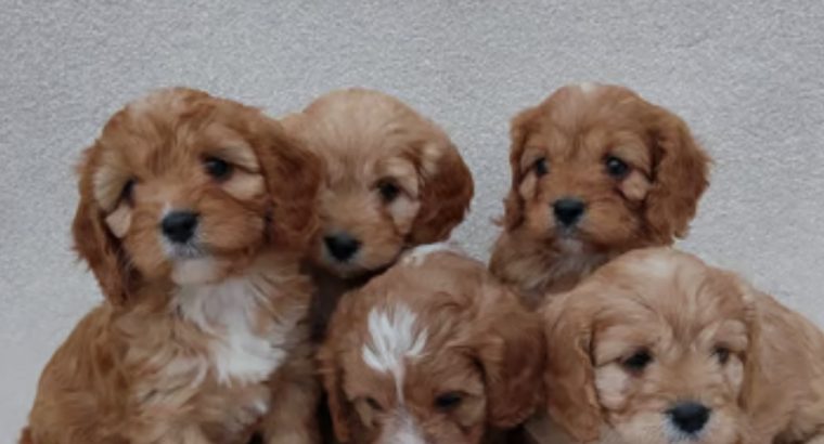 Cavapoo puppy’s ð¶