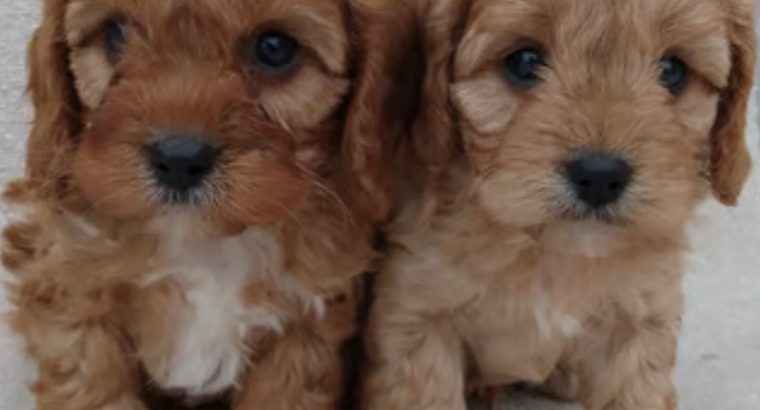 Cavapoo puppy’s ð¶