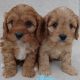 Cavapoo puppy’s ð¶