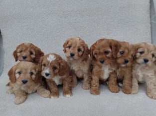 Cavapoo puppy’s ð¶