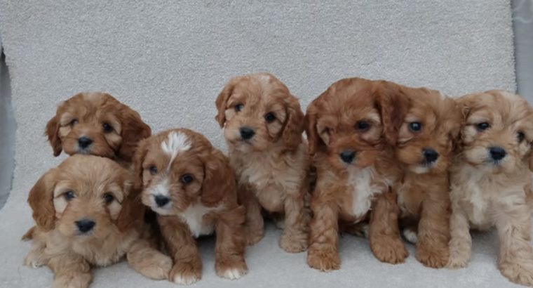 Cavapoo puppy’s ð¶