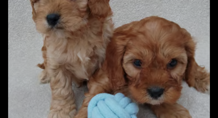 Cavapoo puppy’s ð¶