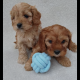 Cavapoo puppy’s ð¶