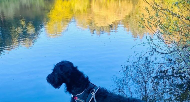 Buddy, he is two years old Labradoodle.