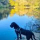 Buddy, he is two years old Labradoodle.