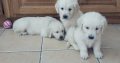 IKC Registered Golden Retriever puppies