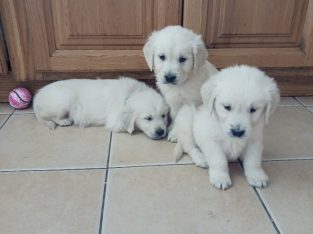 IKC Registered Golden Retriever puppies