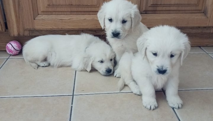 IKC Registered Golden Retriever puppies