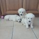 IKC Registered Golden Retriever puppies