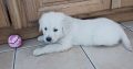 IKC Registered Golden Retriever puppies