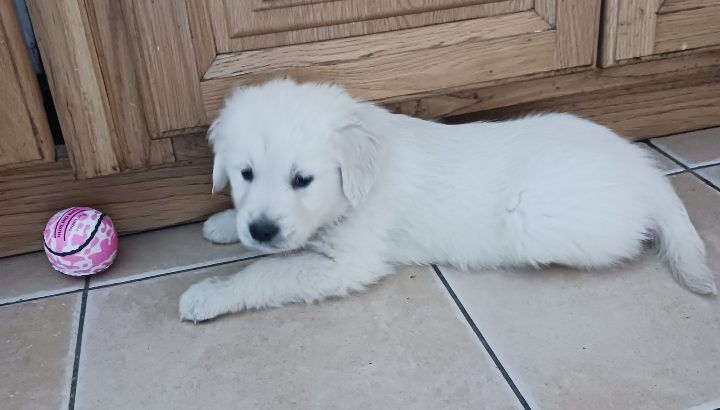 IKC Registered Golden Retriever puppies