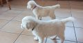 IKC Registered Golden Retriever puppies