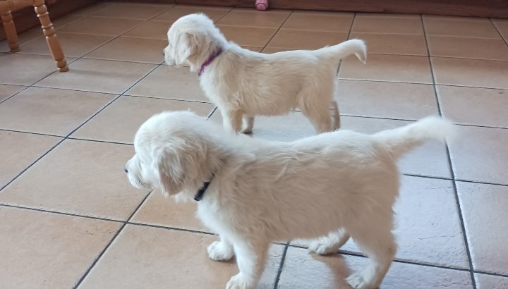 IKC Registered Golden Retriever puppies