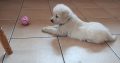 IKC Registered Golden Retriever puppies