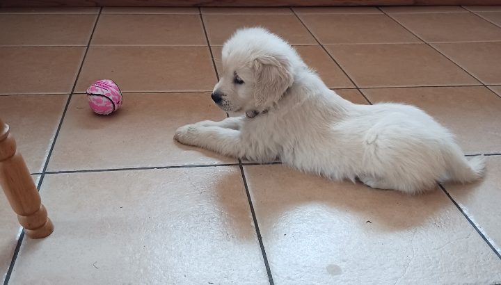 IKC Registered Golden Retriever puppies