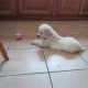 IKC Registered Golden Retriever puppies