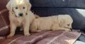 IKC Registered Golden Retriever puppies