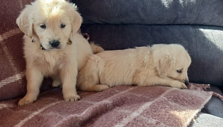 IKC Registered Golden Retriever puppies