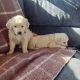 IKC Registered Golden Retriever puppies