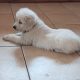 IKC Registered Golden Retriever puppies