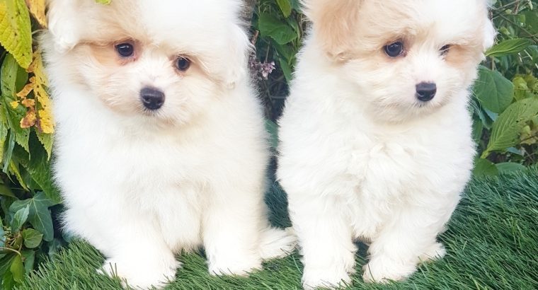 Toy Poodle X Pomeranian