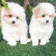 Toy Poodle X Pomeranian