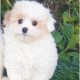 Toy Poodle X Pomeranian