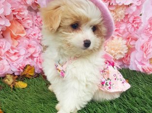 Toy Poodle X Pomeranian