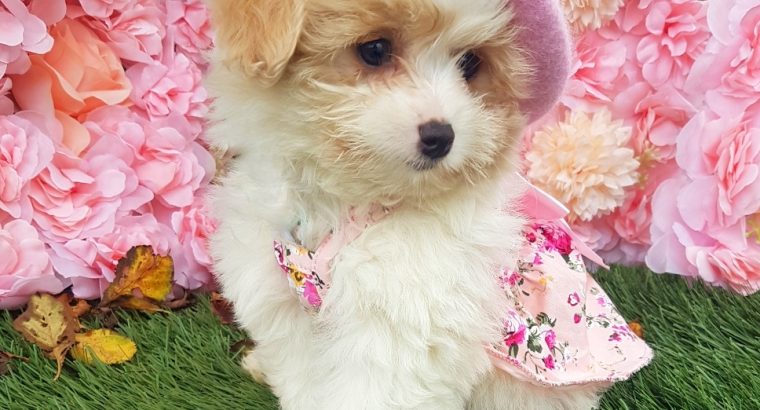 Toy Poodle X Pomeranian