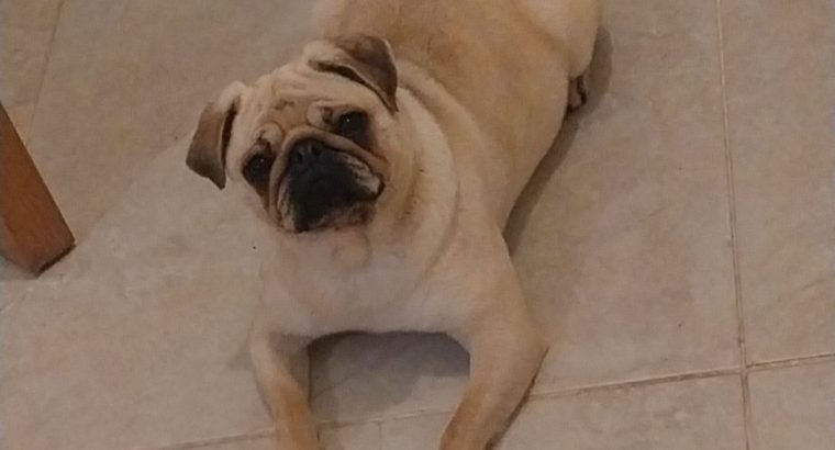 Female Pug