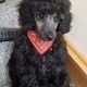 TOY POODLES FOR SALE