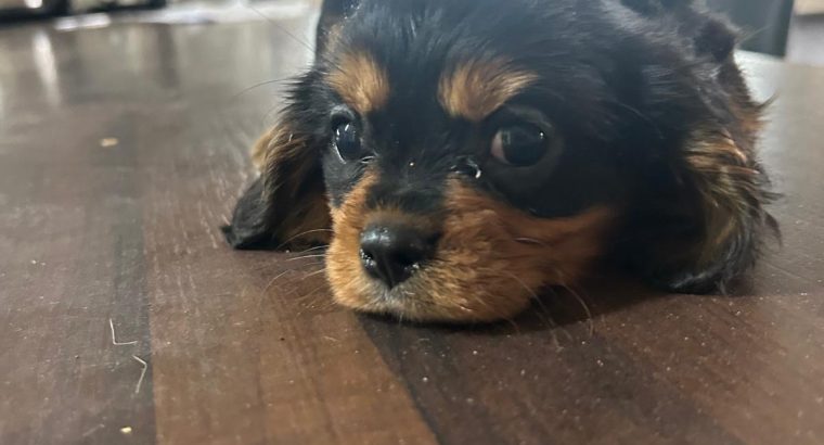 Beautiful purebred Cavalier King Charles pups