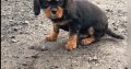 1 boy left* purebred Cavalier King Charles pup