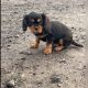 1 boy left* purebred Cavalier King Charles pup