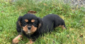 1 boy left* purebred Cavalier King Charles pup