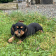 1 boy left* purebred Cavalier King Charles pup