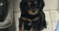 1 boy left* purebred Cavalier King Charles pup