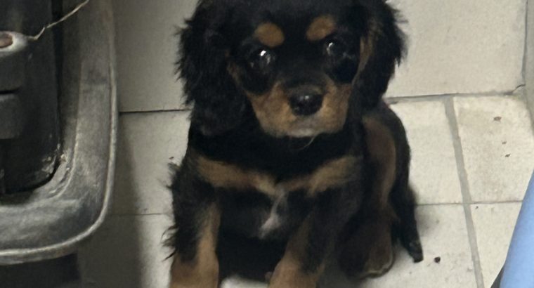 1 boy left* purebred Cavalier King Charles pup