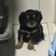 1 boy left* purebred Cavalier King Charles pup