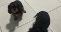 1 boy left* purebred Cavalier King Charles pup