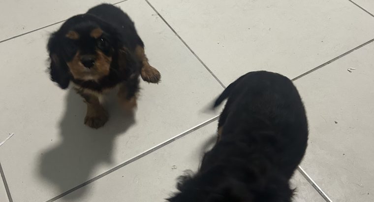 1 boy left* purebred Cavalier King Charles pup