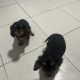 1 boy left* purebred Cavalier King Charles pup