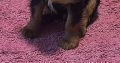 1 boy left* purebred Cavalier King Charles pup