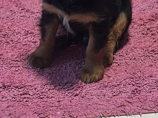 1 boy left* purebred Cavalier King Charles pup