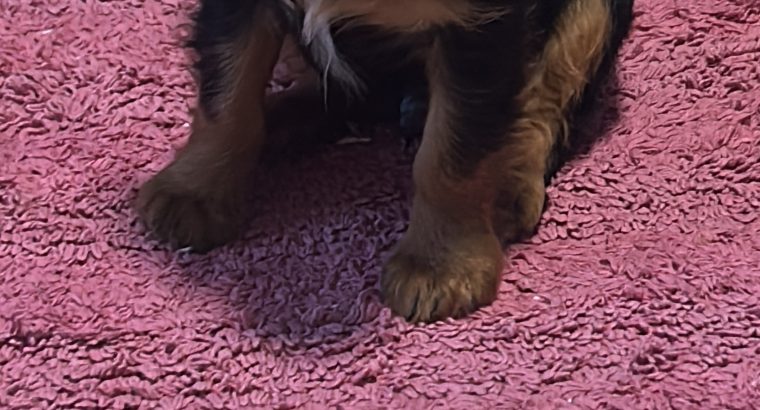 1 boy left* purebred Cavalier King Charles pup