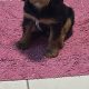 1 boy left* purebred Cavalier King Charles pup