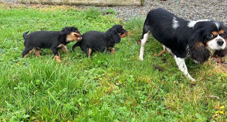 1 boy left* purebred Cavalier King Charles pup